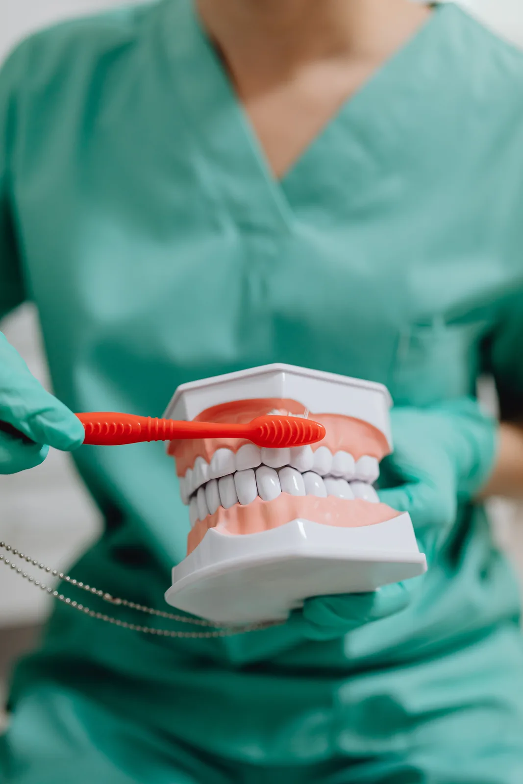 Hygiene demonstration on a dental model, referred to in the Dentures Vs Implants section for Winnipeg